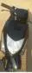 Honda Dio 110 2009